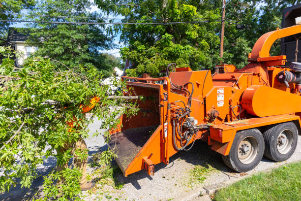 Palm Tree Trimming in Oakdale, NY